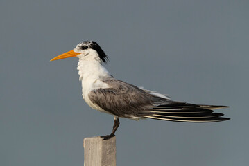 A portrait of a Greater Crested Tern at Busaiteen coast, Bahrain