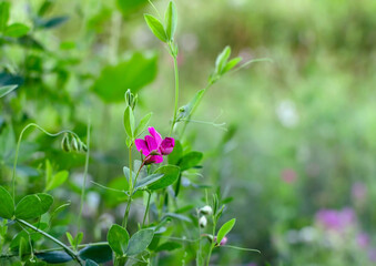 pink flower on a background of green grass, warm summer day