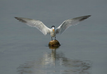 Greater Crested Tern landing on a float at Busaiteen coast, Bahrain
