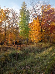 autumn in the forest