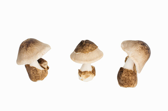 Volvariella volvacea, Straw Mushroom on white background, clipping path included.
