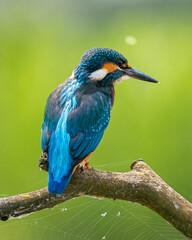 martin pescatore in caccia posato su un ramo con una ragnatela