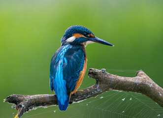 martin pescatore in caccia posato su un ramo con una ragnatela