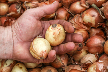 Farmers hand holding onion.Close up