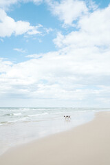 Lonely springer spaniel dog on the beach.