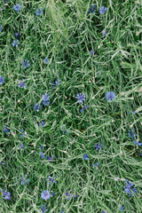 Fototapeta premium Field of flowering cornflowers, blue flowers of cornflowers. Summer wildflower.
