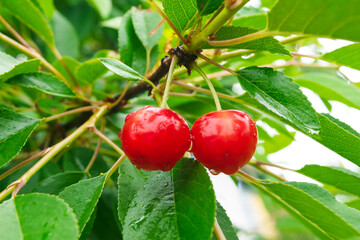 ripe cherry on a branch