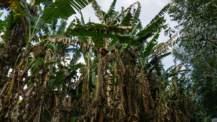 Obraz na płótnie Canvas banana plantation in a making in brazil