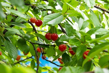 red berries on a branch