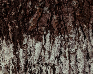 White band painted on the base of a tree. 