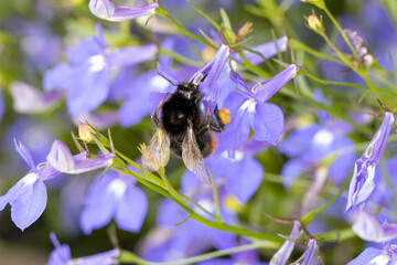 Hummel