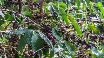 Coffee plantation farm in Brazil, production and sale coffee