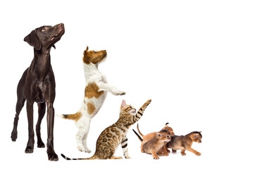 Fototapeta premium group of animals look sideways