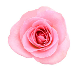 Pink Rose Flower Isolated on White Background. Top View on Beautiful Pink Rose Flower