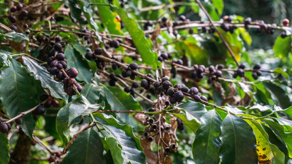 Fototapeta na wymiar Coffee plantation farm in Brazil, production and sale coffee
