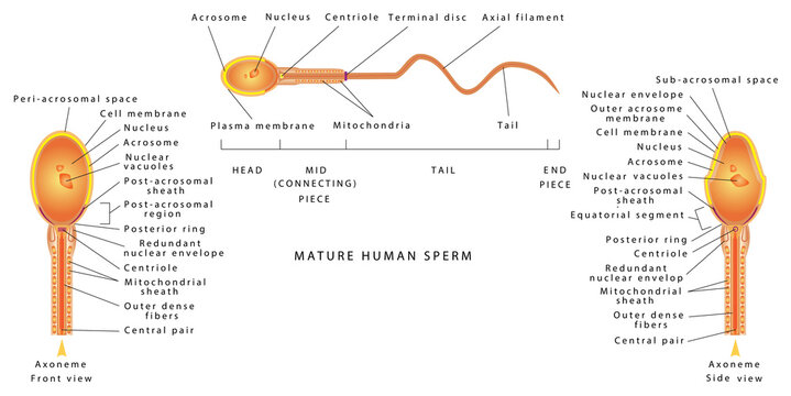 The semen of men. Human Sperm cell Anatomy. Human Sperm cell Anatomy structure of spermatozoon. Male sperm detailed diagram.