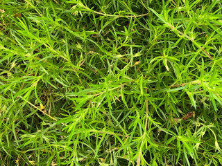 Green garden grass for lawn and garden decoration.Green background