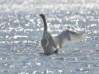 Łabędź gotowy do lotu © Neil