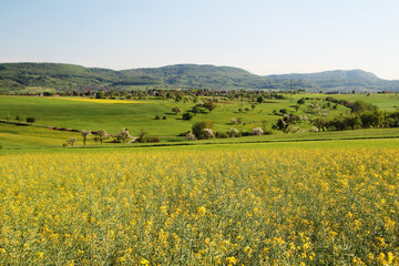 A field of rapeseed in Baden-Wuerttemberg, Germany