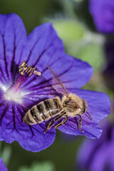 pszczoła na niebieskim kwiatku bodziszka
