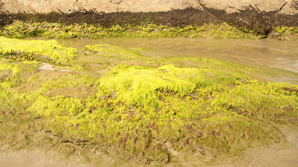 Guaraú beach, Peruibe, Sao Paulo, Brazil
