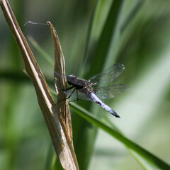 dragonfly on a dry  branch