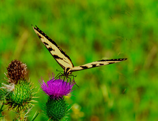 butterfly on a flower