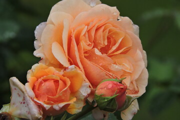 Róża (Rosse)