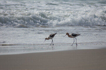 American Avocet Bird
