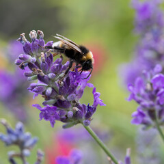 White-tailed bumble bee on lavender flowers, United Kingdom
