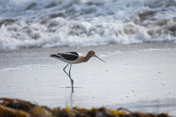 American Avocet Bird