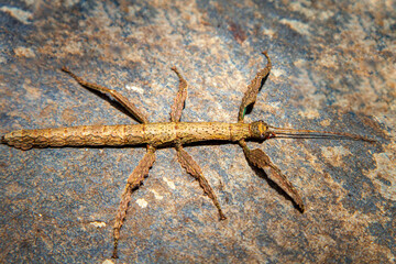 tree-like beetle, Annam stick (Baculum extradentatum)