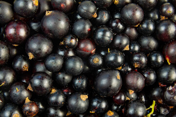 Natural organic black currant background with variety of ripe berries gathered in extreme macro closeup.