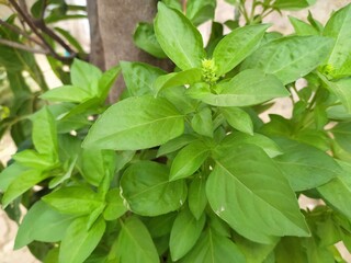 fresh basil leaves