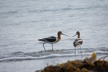American Avocet Bird