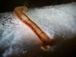 Worm on dead fish, Wurm auf totem Fisch