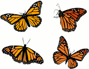 set of monarch butterflies pattern
