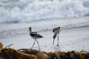 American Avocet Bird
