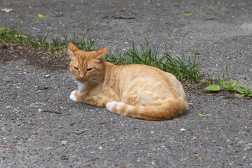 Ginger street stray cat. Beautiful homeless ginger cat.