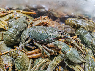 Fresh live crayfish on the market counter. Close-up of a live crayfish with long whiskers. Eating Moolusks and crustaceans.