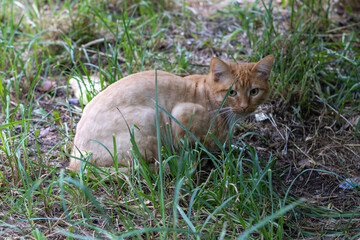 Ginger street stray cat. Beautiful homeless ginger cat.