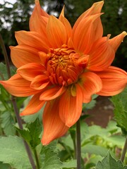 orange blooming dahlia flower in garden