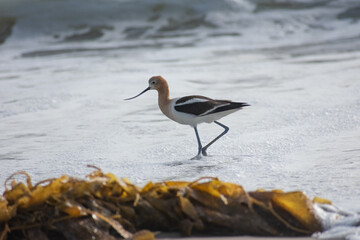 American Avocet Bird
