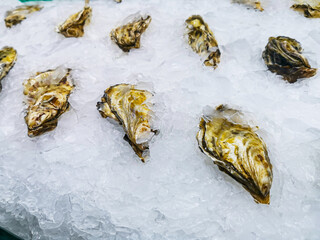 Counter with fresh large oysters in the market. Laid out on ice fresh large oysters. Natural...