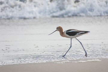American Avocet Bird