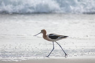 American Avocet Bird