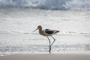 American Avocet Bird