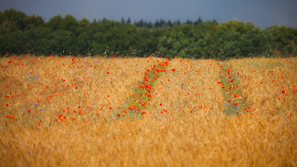 Fototapete bei efototapeten.de bestellen   