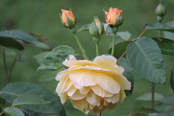 Róża 
(Rosse)