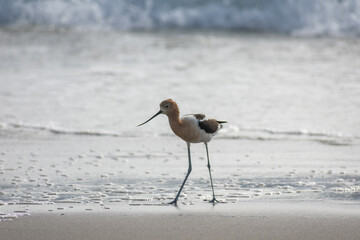 American Avocet Bird